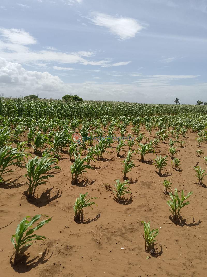 Land For Sale Chumani Beach Tezo Kilifi  - 13