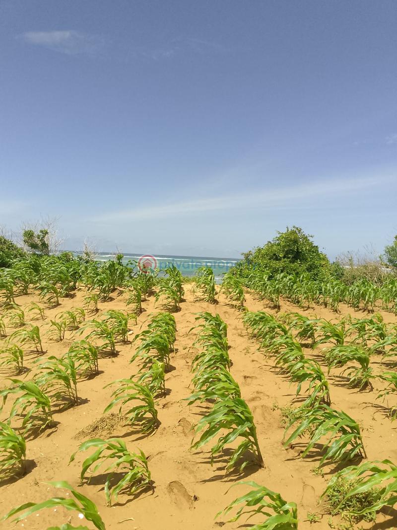 Land For Sale Chumani Beach Tezo Kilifi  - 12