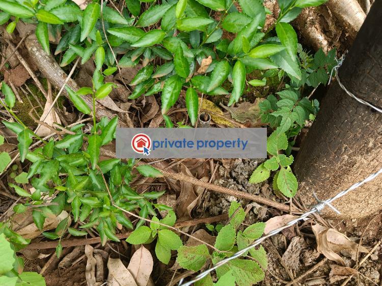 Residential Land For Sale &nbsp;kamuita Gikambura Kikuyu Kiambu - 9