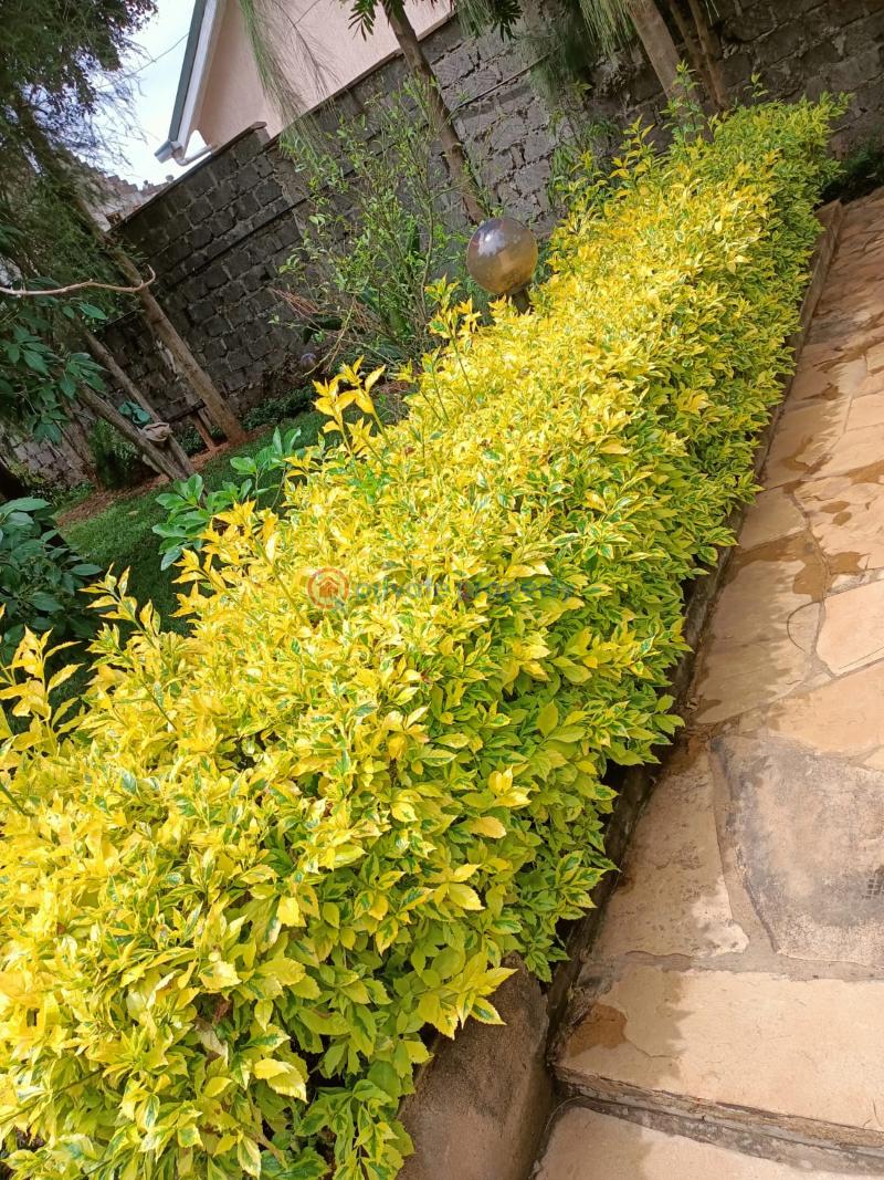 4 bedroom House For Sale Kenyatta Road Ruiru Kiambu - 18