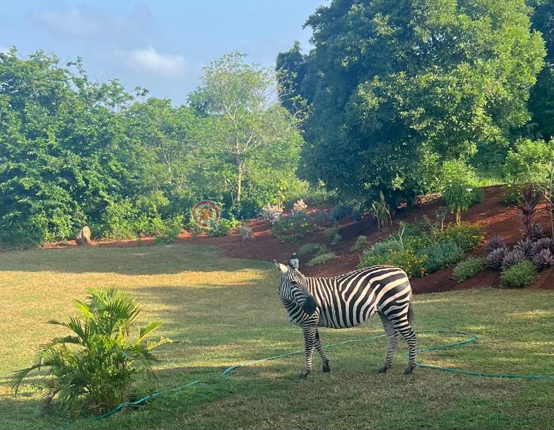 3 bedroom House For Sale Vipingo Ridge Vipingo Beach Shimo La Tewa Kilifi - 6