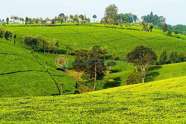 Land For Sale Gatundu South Githunguri Kiambu - 0