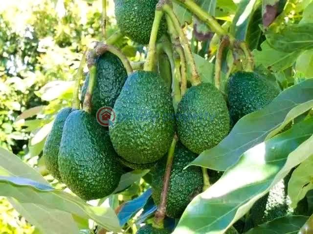 Land For Sale Gatundu South Githunguri Kiambu - 4
