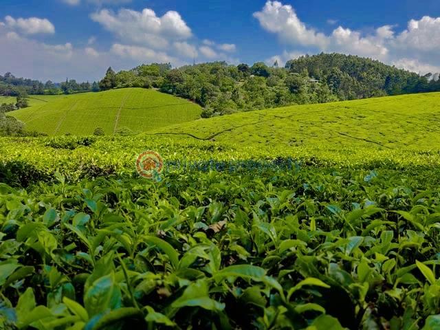 Land For Sale Gatundu South Githunguri Kiambu - 3