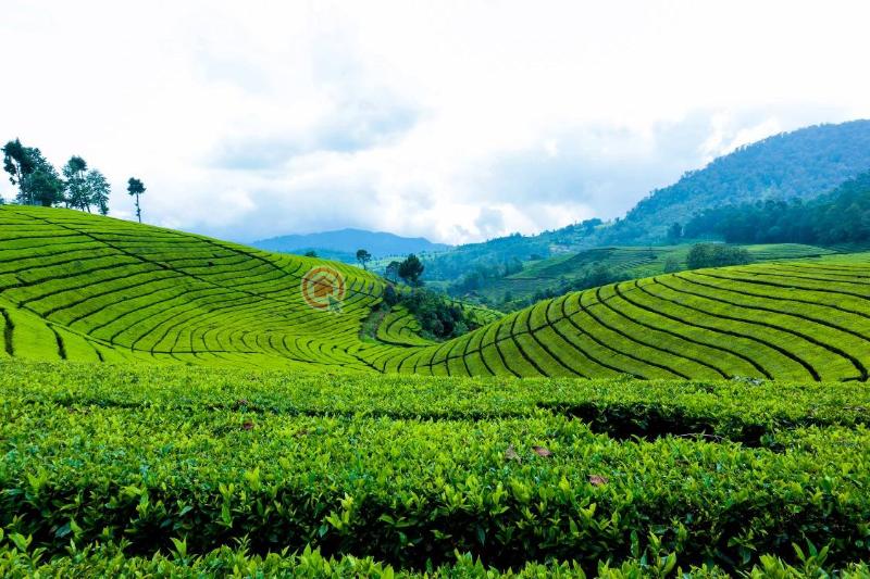 Land For Sale Gatundu South Githunguri Kiambu - 5