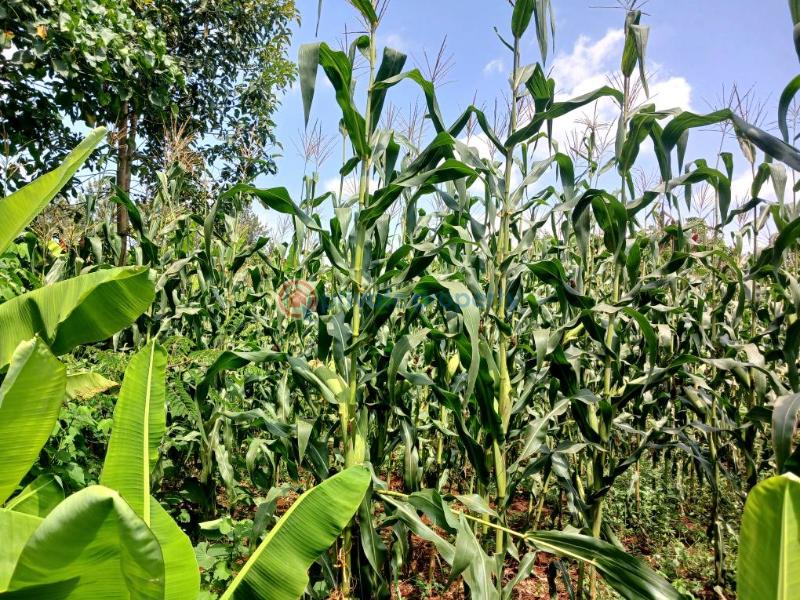 Commercial Land For Sale Lavington Nairobi - 1