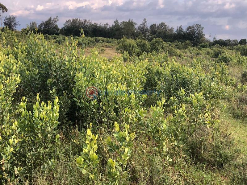 Land For Sale Nanyuki Laikipia - 1