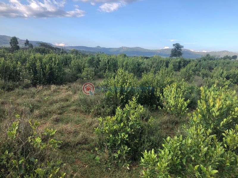 Land For Sale Lower Burguret, Mt. Kenya Region Mount Kenya Nanyuki Laikipia - 3