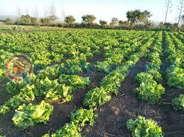 Hotel / Guest House For Sale Kajiado Town Kajiado1 Kitengela  - 9