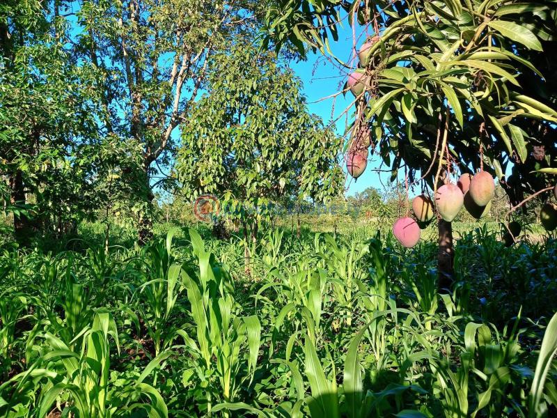 Commercial Property For Sale Makuyu, Murang’a murang'a County. Makuyu Muranga - 4