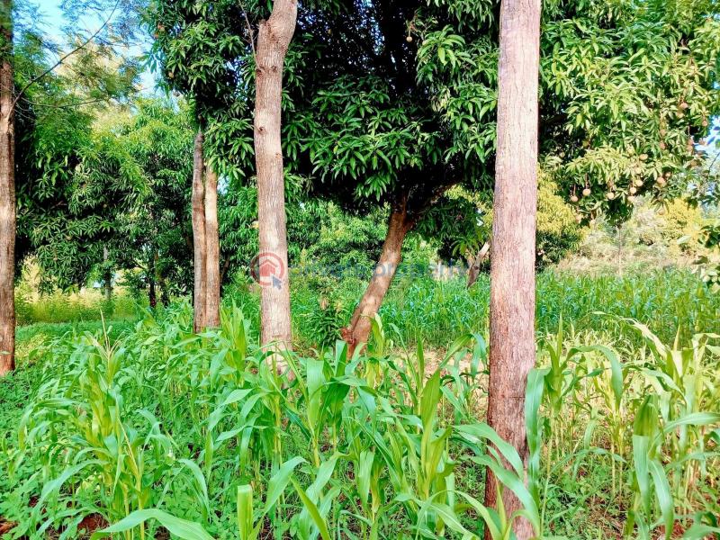 Industrial Land For Sale Makuyu Muranga - 6