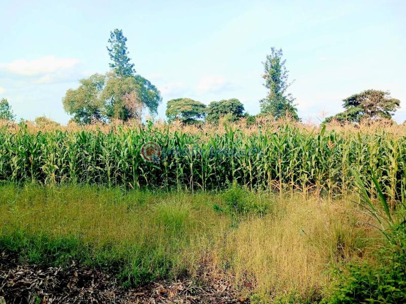Commercial Property For Sale Maragua Ridge Maragua. Makuyu Muranga - 5
