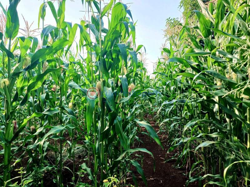 Commercial Property For Sale Maragua Ridge Maragua. Makuyu Muranga - 2