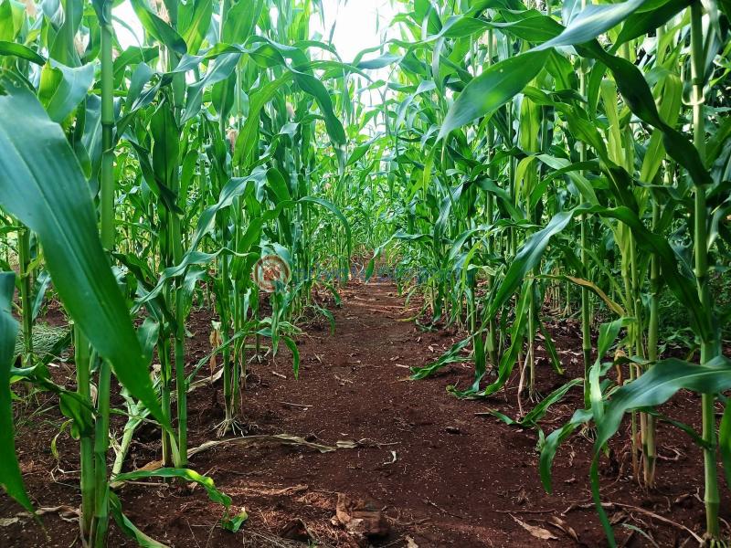 Commercial Property For Sale Maragua Ridge Maragua. Makuyu Muranga - 3