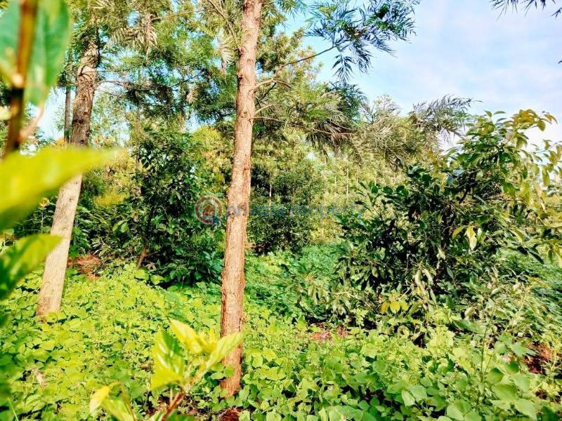 Industrial Land For Sale Makuyu Muranga - 7