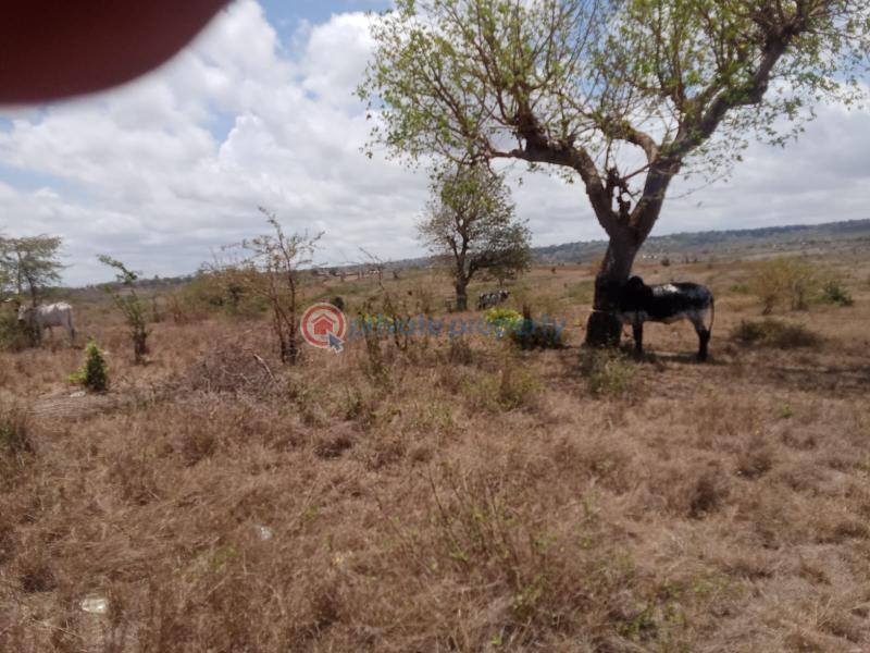 1 bedroom Mixed use Land For Sale Mavueni Mnarani Kilifi - 3