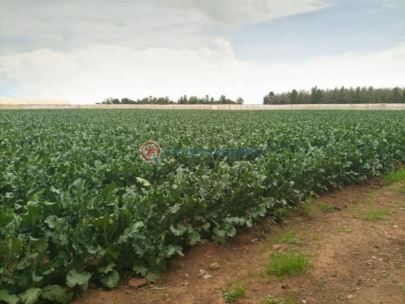 Commercial Land For Sale Muramati, Nanyuki Laikipia - 5