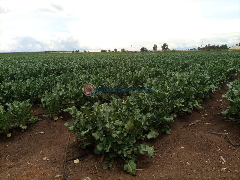 Commercial Land For Sale Muramati, Nanyuki Laikipia - 0