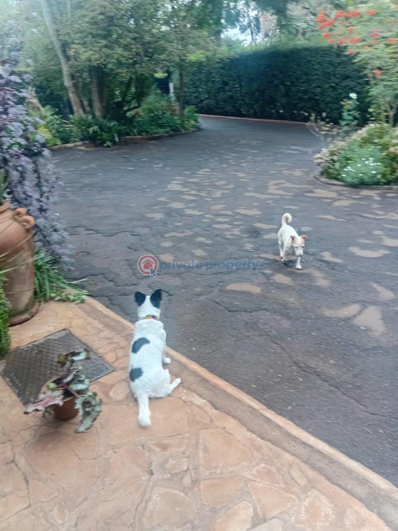 4 bedroom House For Sale Runda new Kitisuru Nairobi - 9