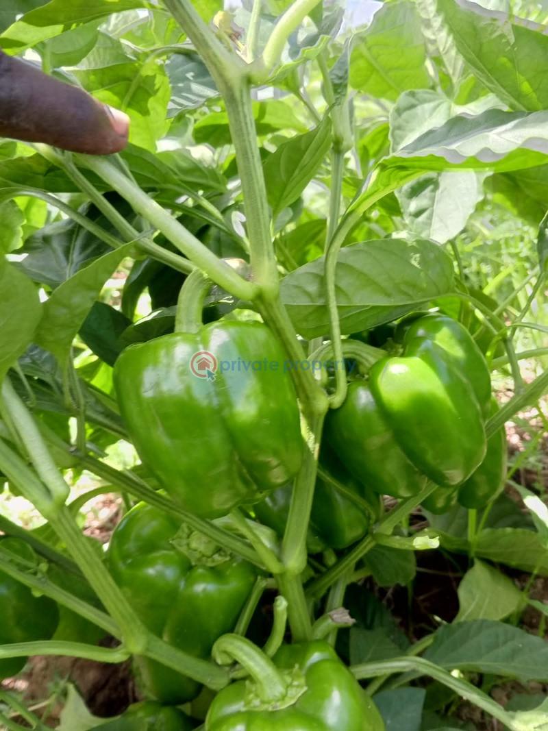 Commercial Land For Sale Matolani, Magarini Sub County Of Kilifi Chakama. Kilifi - 1