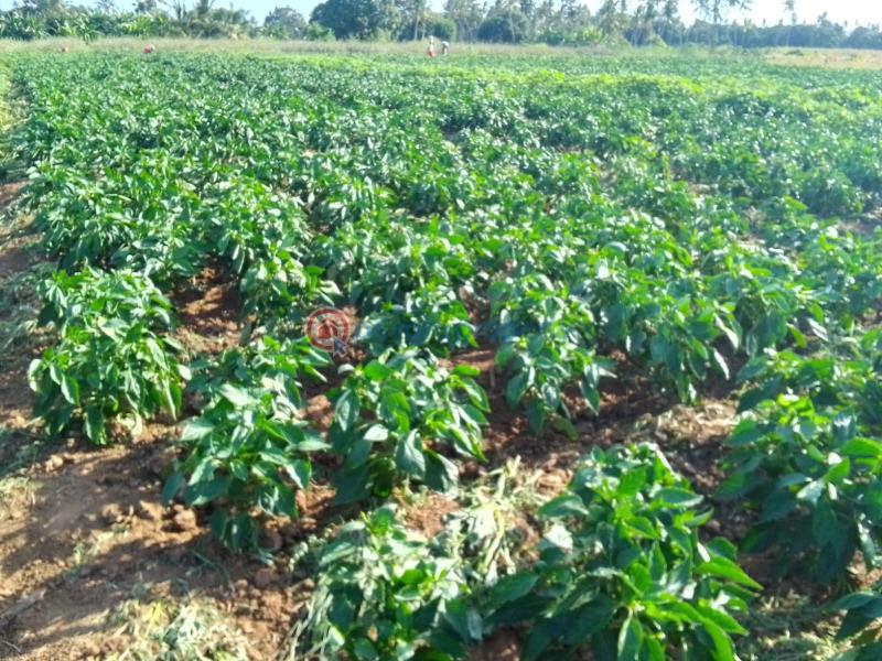 Commercial Land For Sale Matolani, Magarini Sub County Of Kilifi Chakama. Kilifi - 4
