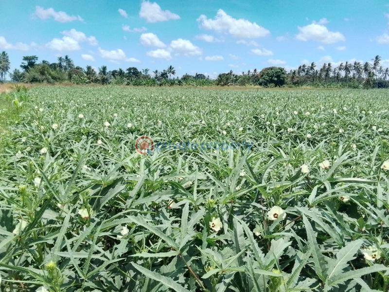 Commercial Land For Sale Matolani, Magarini Sub County Of Kilifi Chakama. Kilifi - 2