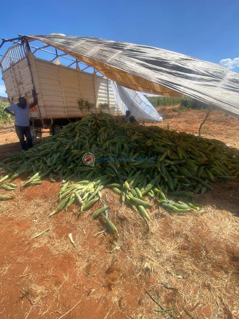 Land For Sale Mbeere North , Embu Karingani Tharaka-Nithi - 4