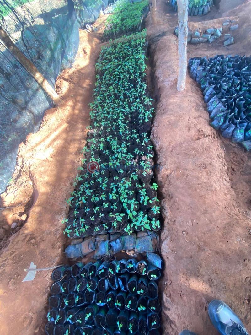 Land For Sale Mbeere North , Embu Karingani Tharaka-Nithi - 5
