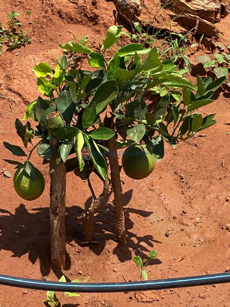 Land For Sale Mbeere North , Embu Karingani Tharaka-Nithi - 6
