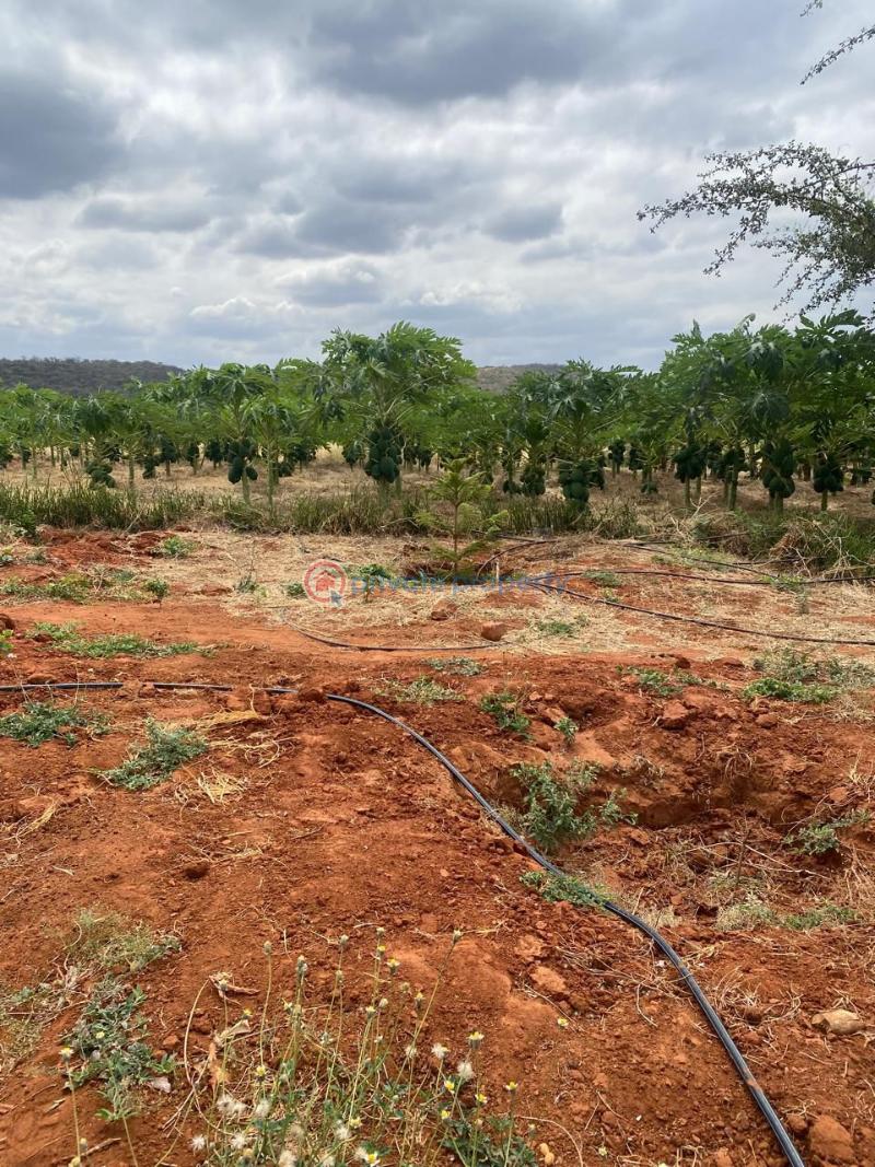 Land For Sale Mbeere North , Embu Kerugoya Kirinyaga - 5