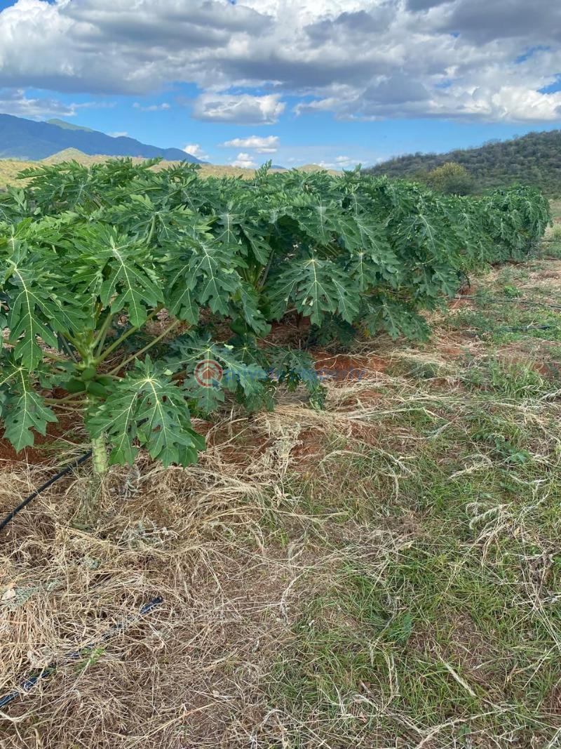 Land For Sale Mbeere North , Embu Kerugoya Kirinyaga - 2