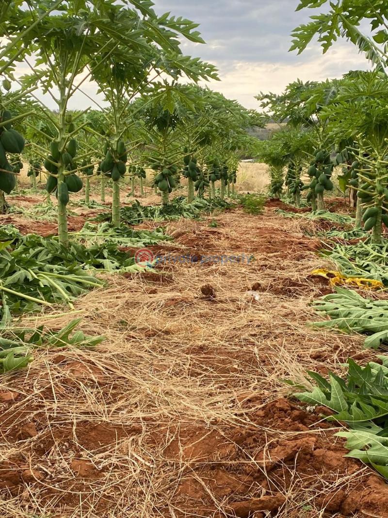 Land For Sale Mbeere North , Embu Kerugoya Kirinyaga - 11