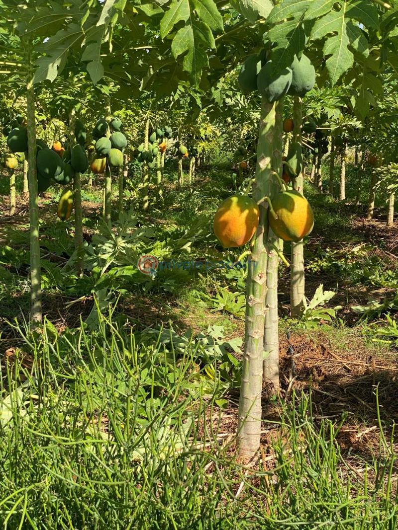 Land For Sale Mbeere North , Embu Kerugoya Kirinyaga - 10