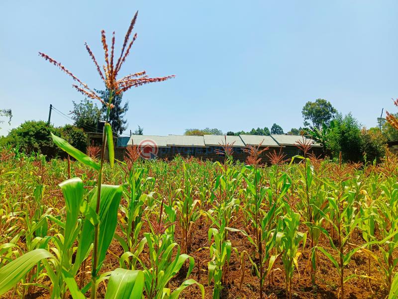 Residential Land For Sale Musa Gitau Gikambura Kikuyu Kiambu - 5