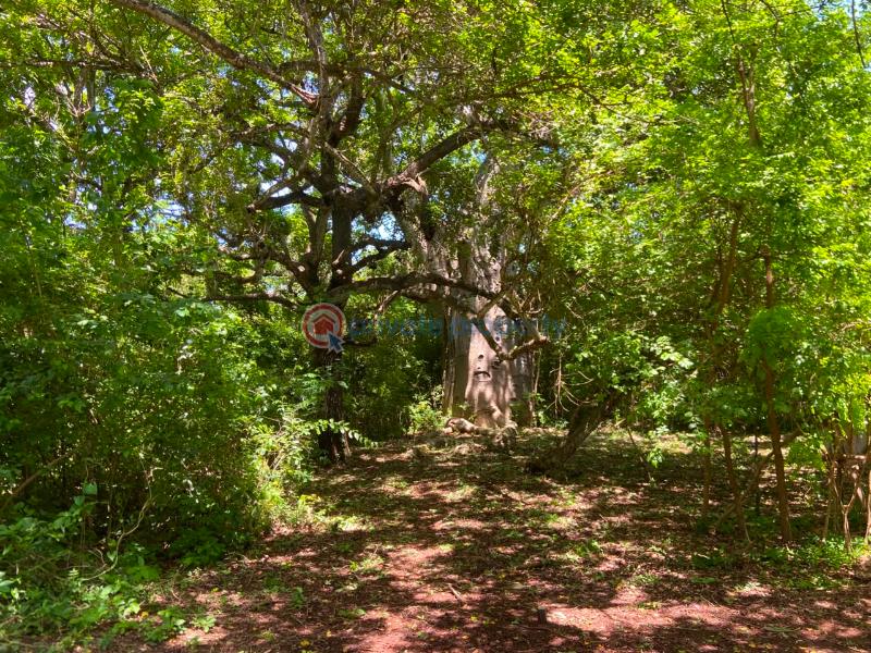 Land For Sale Kuruwitu Beach Shimo La Tewa Kilifi - 7