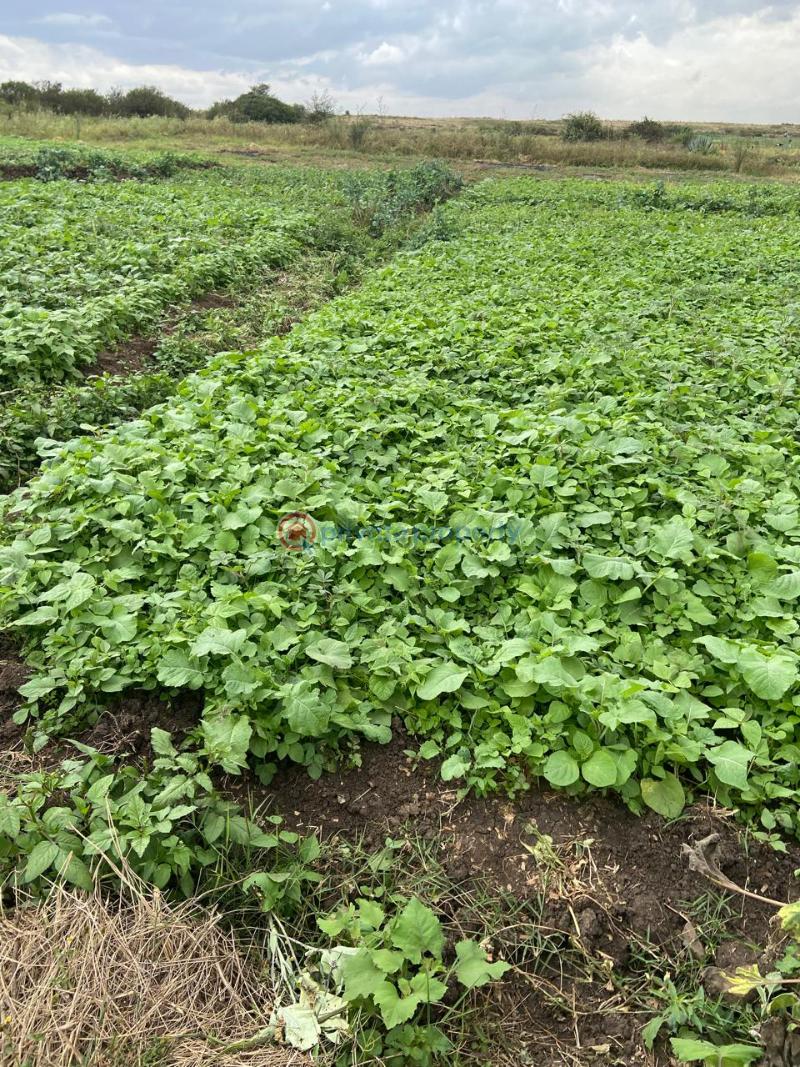Land For Sale Off Eastern Bypass 18th Street Mwiki Nairobi - 5