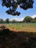 Land For Sale Kikambala Mtwapa Kilifi - 11