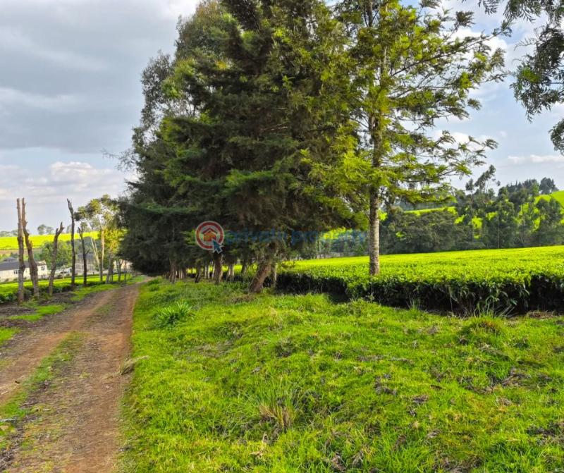 Land For Sale Tigoni Limuru East Kiambu - 1