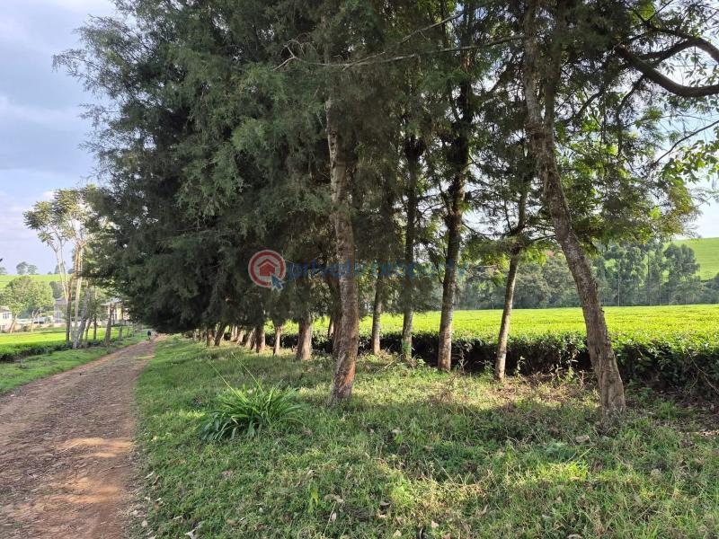 Land For Sale Tigoni Limuru East Kiambu - 5