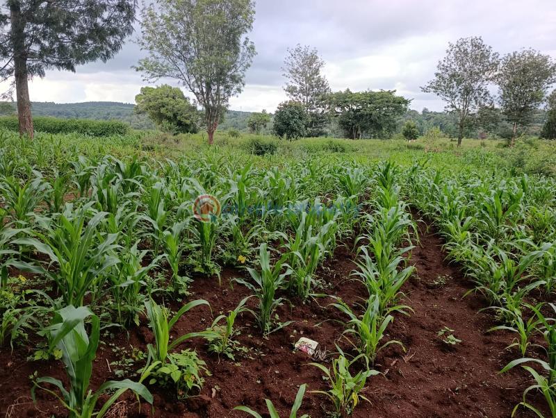 Land For Sale Kerarapon. Ngong Kajiado - 0
