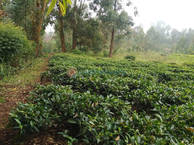 Land For Sale Kathiri, Kimunye Kerugoya Kirinyaga - 2