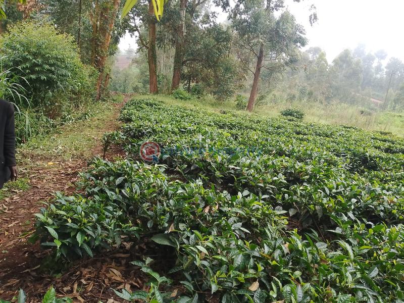Land For Sale Kathiri, Kimunye Kerugoya Kirinyaga - 4