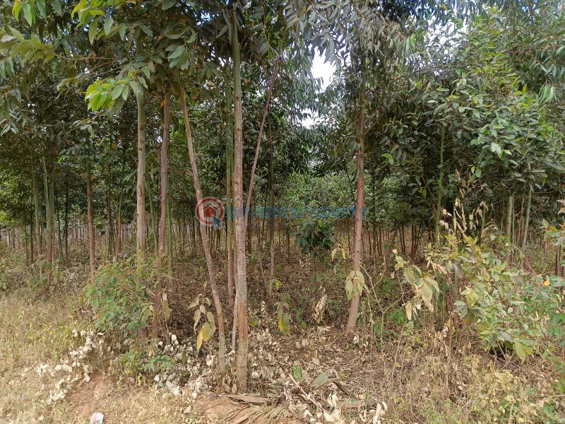 Residential Land For Sale Peponi View Villas Estate Neighborhood Kamangu Kikuyu Kiambu - 4