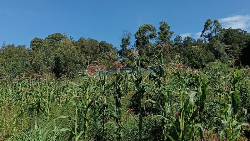 Land For Sale 200 Meters From The Tarmac Road Gikambura Kikuyu Kiambu - 6