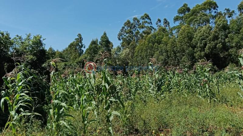 Land For Sale 200 Meters From The Tarmac Road Gikambura Kikuyu Kiambu - 3