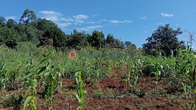 Land For Sale 200 Meters From The Tarmac Road Gikambura Kikuyu Kiambu - 5