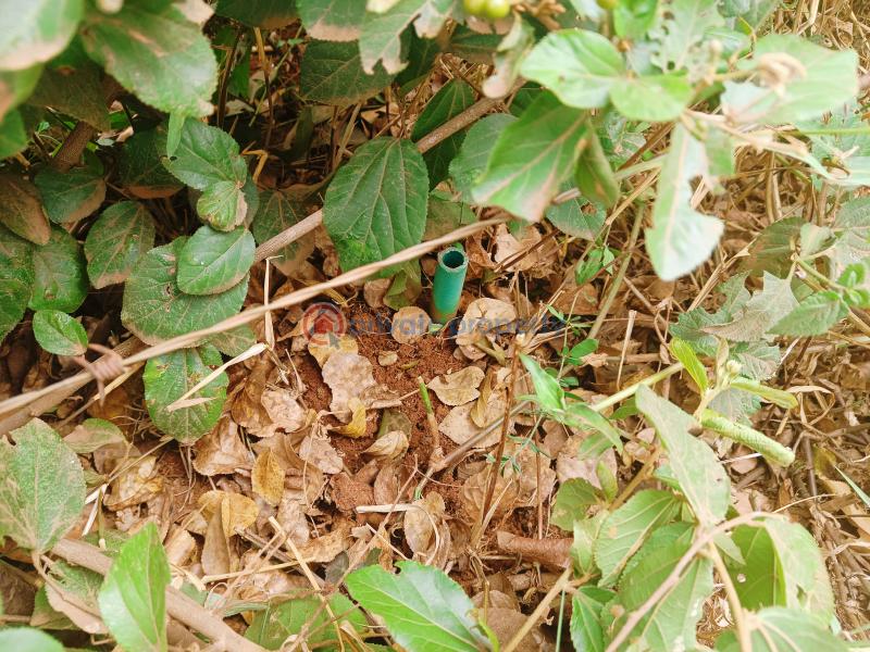 Residential Land For Sale Ha. Thiru, Gikambura Gikambura Kikuyu Kiambu - 8