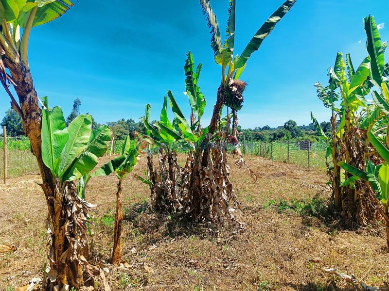 Residential Land For Sale Lussigetti Opposite Rosegate 3 Estate Lussigetti Kikuyu Kiambu - 5