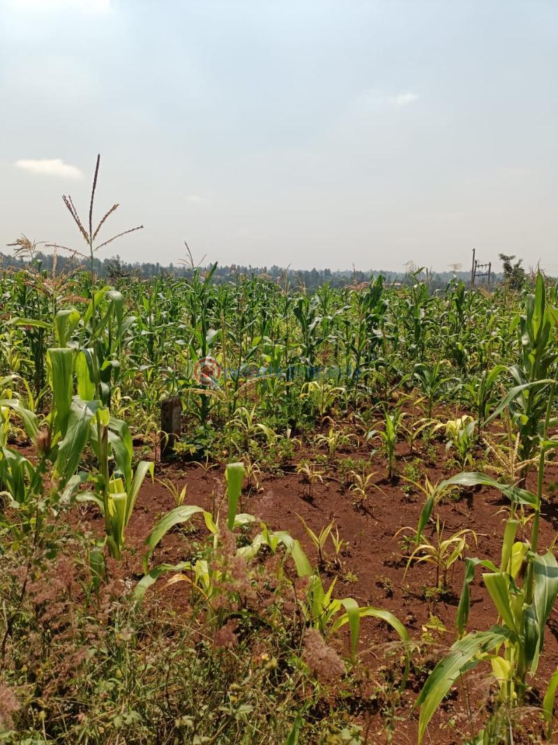 Land For Sale Makuyu Muranga - 1