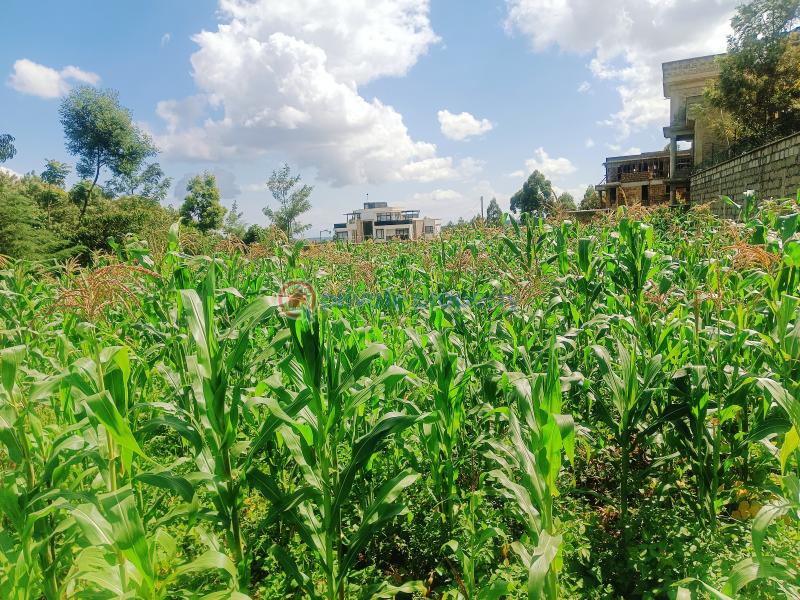 Residential Land For Sale Narobi Ndogo Estate Gikambura (nairobi Ndogo) Kikuyu Kiambu - 9
